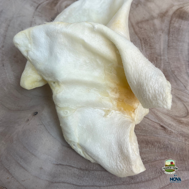 WHITE PUFFED PIGS EAR LARGE