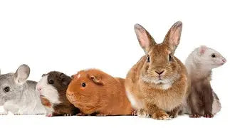 SMALL ANIMAL